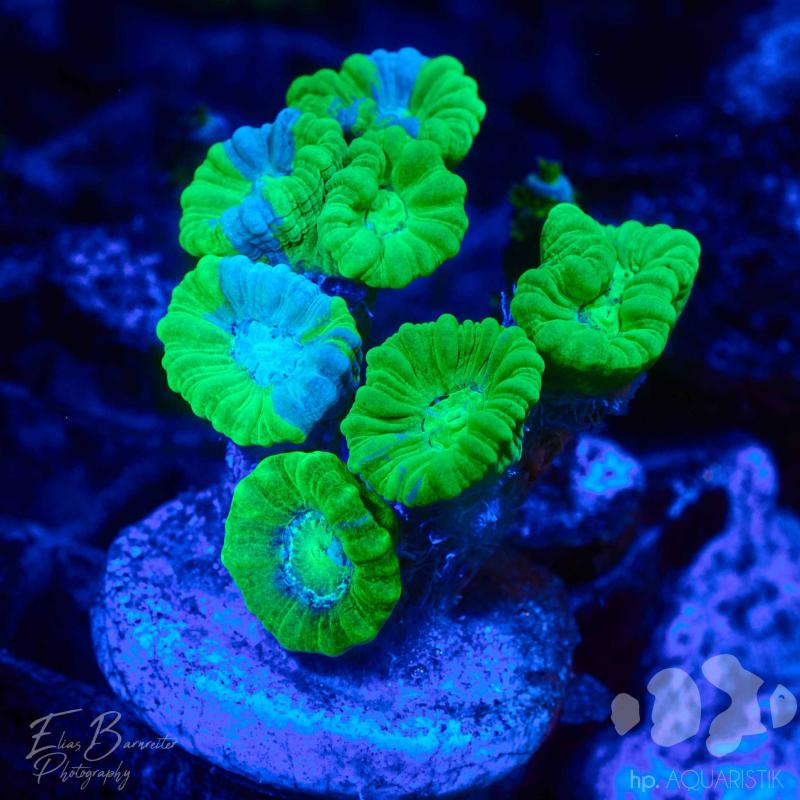 Caulastraea Grafted